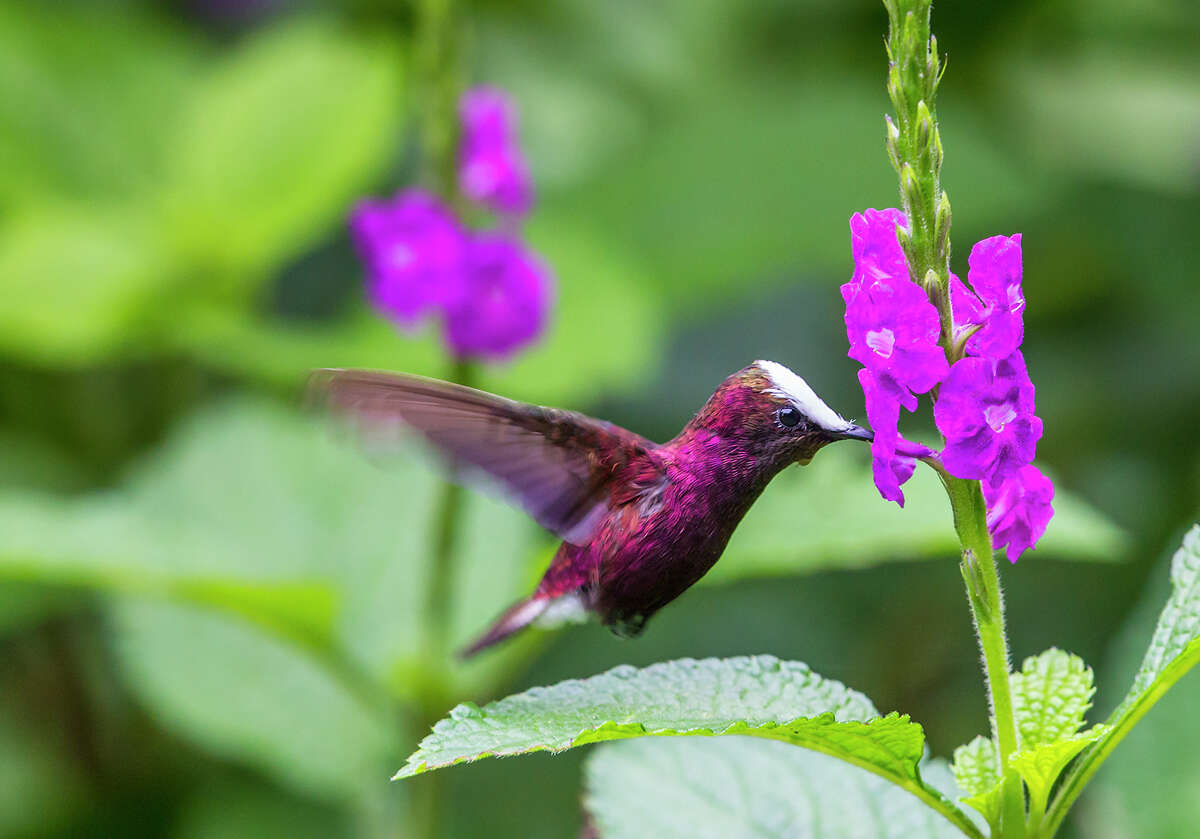 Snowcap hummingbirds can be found in flower gardens in Costa Rica's Cordillera Central.﻿
