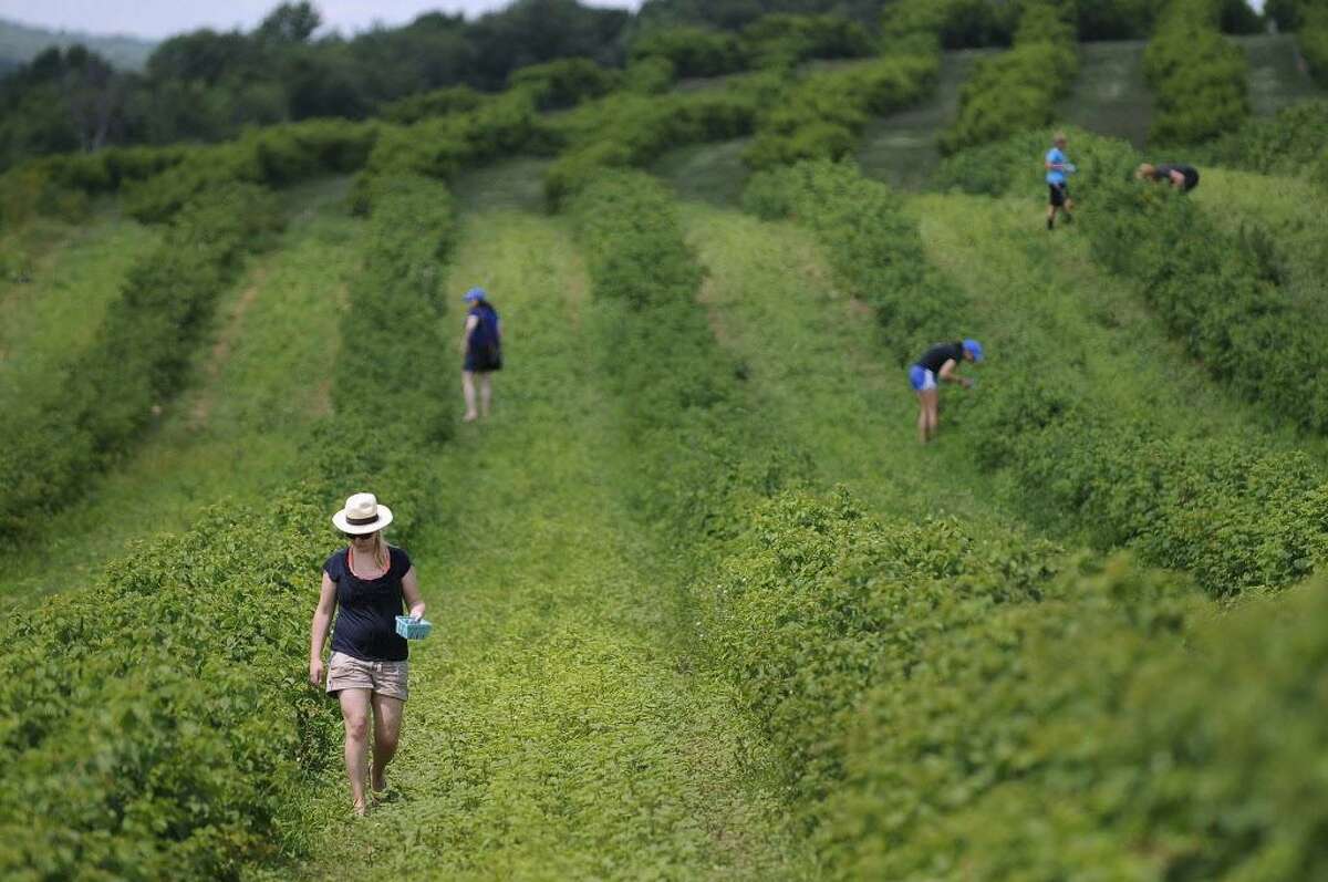 Everyone goes apple picking in the fall, but summer yields its own fruit ripe for the picking, and berry season starts in June. Click here to see the farms in Connecticut where you can pick your own summer.