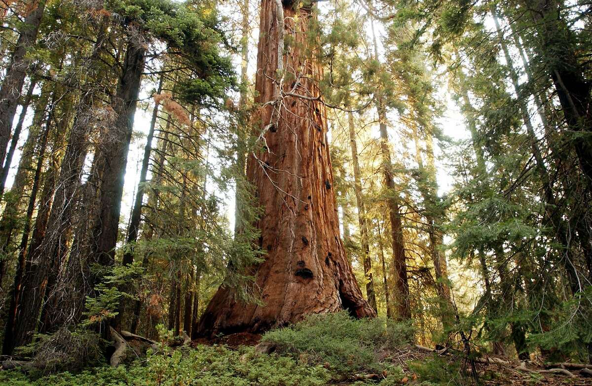 A giant sequoia tree dwarfs the surrounding forest along the Trail of the 100 Giants in the Sequoia National Monument north of Kernville, California.