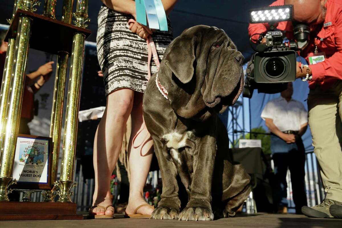 Martha, a Neapolitan mastiff, stands on stage after winning the World's Ugliest Dog Contest at the Sonoma-Marin Fair on Friday, June 23, 2017, in Petaluma, Calif. Martha is owned by Shirley Zinder, of Sebastopol, Calif. (AP Photo/Eric Risberg)