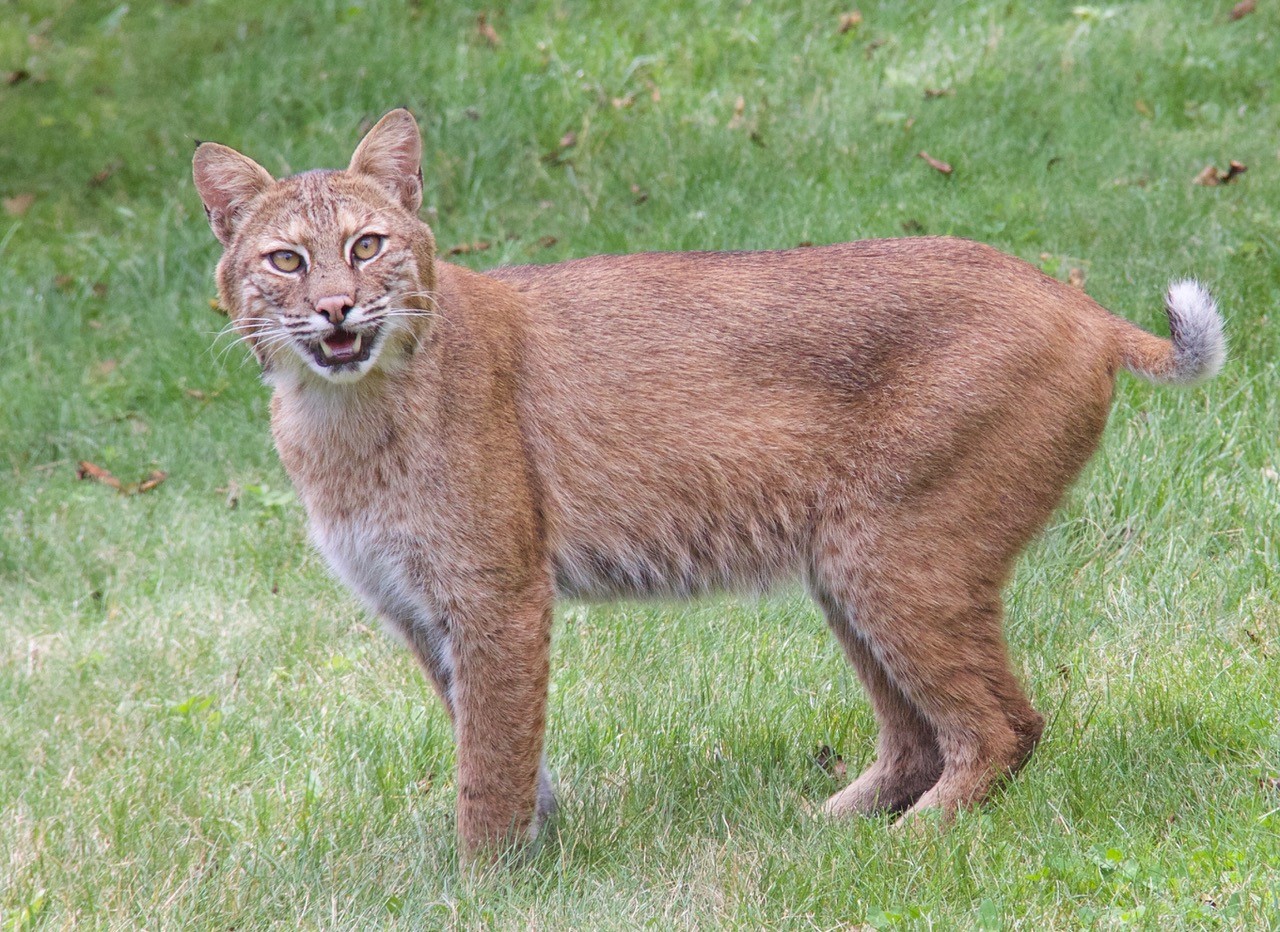 local-animal-stories-that-put-the-wild-in-wildlife