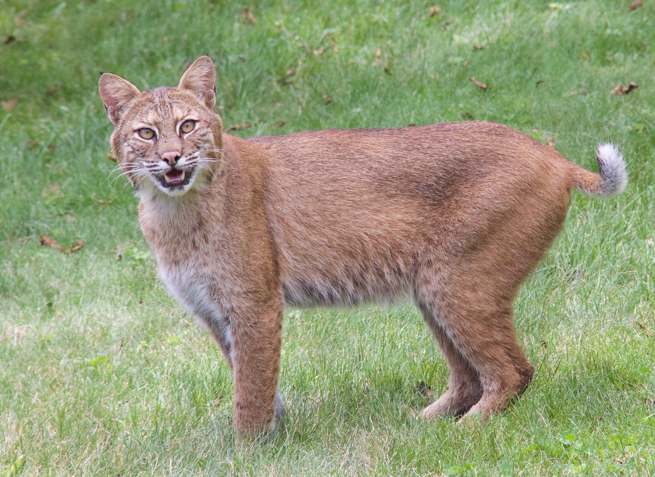 Bobcat Reportedly Spotted Near Hudson Valley Home in New York