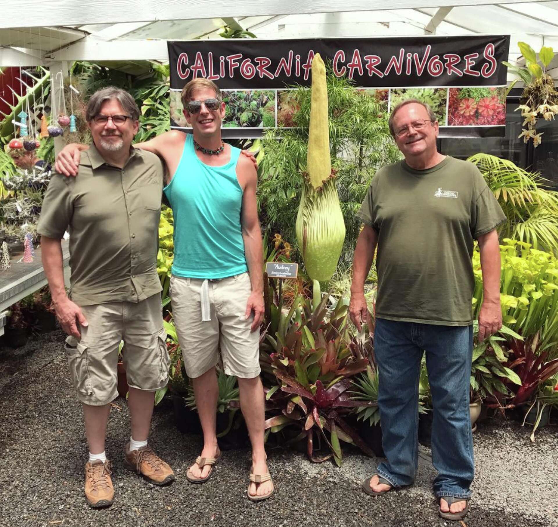 Another corpse flower ready to bloom in Sebastopol