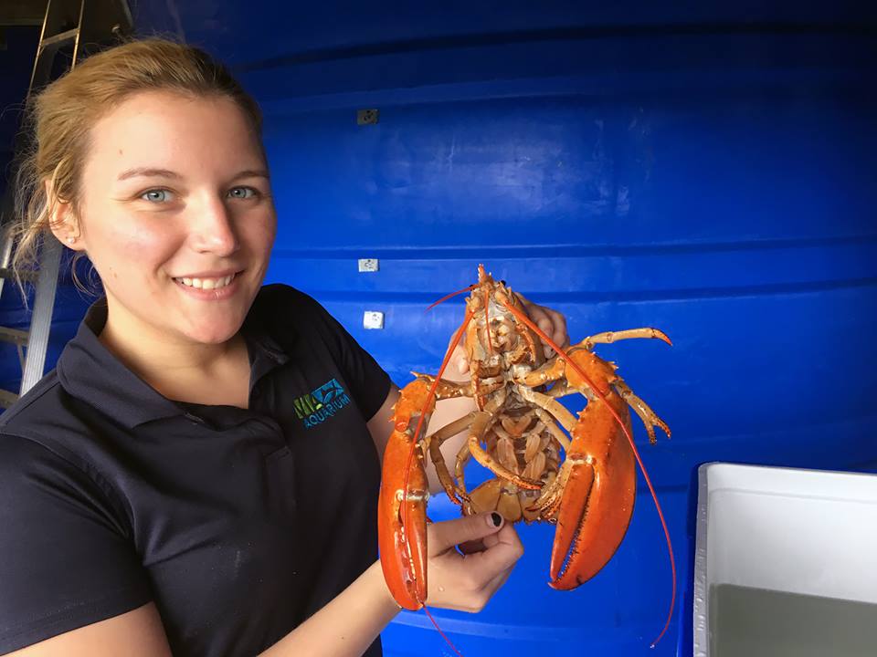 Another orange lobster from Price Chopper goes to Via Aquarium