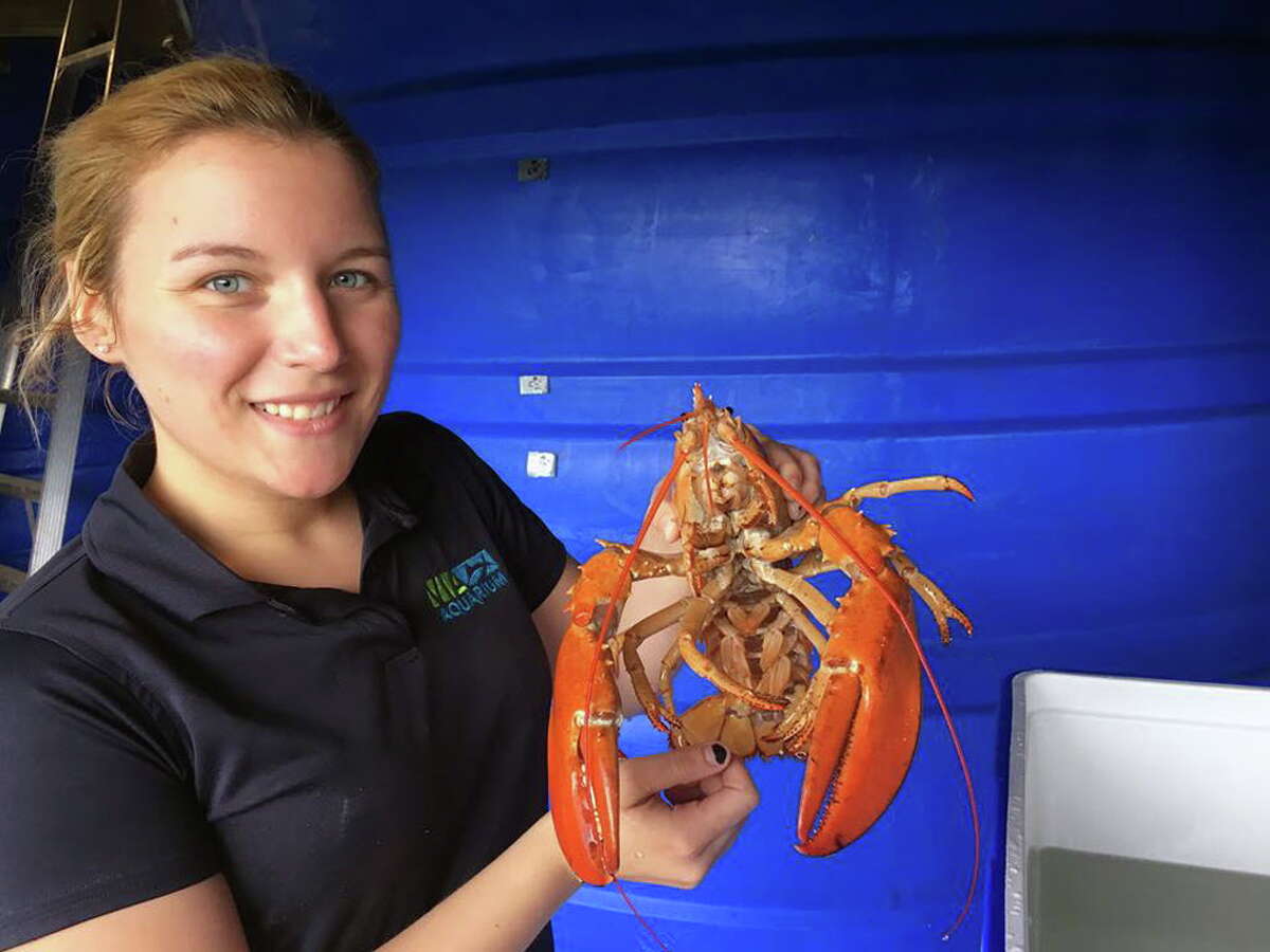 Aquarist Alexis Mone displays an orange lobster donated to Via Aquarium at ViaPort Rotterdam by Price Chopper Market 32 on June 26, 2017. (Photo courtesy of Via Aquarium) ORG XMIT: VB5cz00HPX78QdBnFFWm