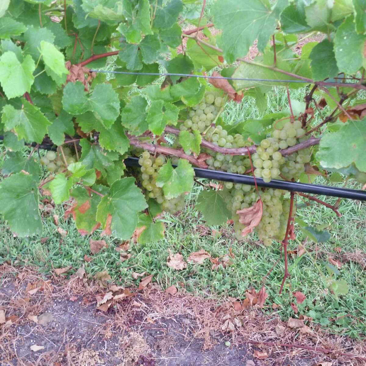 Blanc du Bois grapes being harvested at Bernhardt Winery this past weekend.