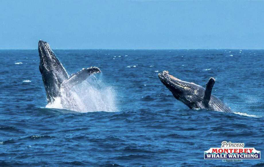 Video shows humpback whale defending her calf in intense 40-minute ...
