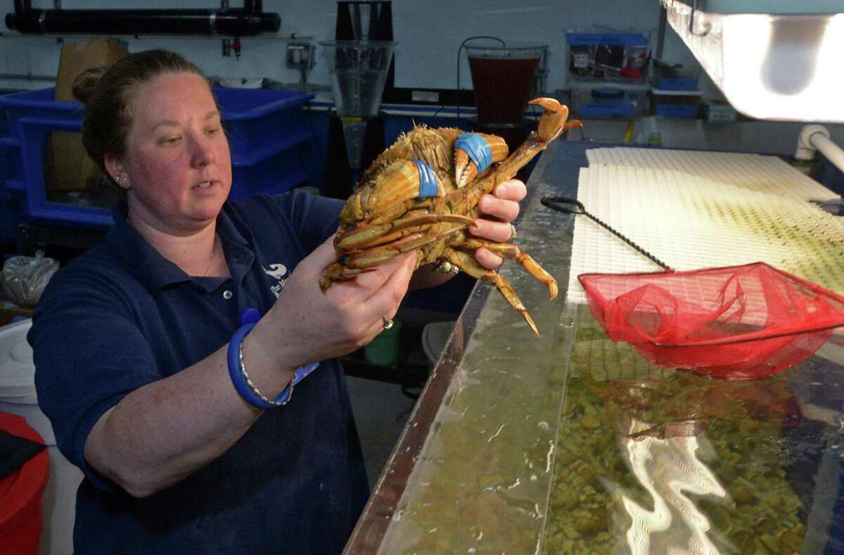 The Norwalk oyster company, Copps Island Oysters, brought up several Dungeness crabs Monday and brought one to the Maritime Aquarium where Senior Aquarist Sandi Schaefer-Padgett displayed the Pacific native species for the media Tuesday, June 26, 2017, at Aquarium in Norwalk, Conn.