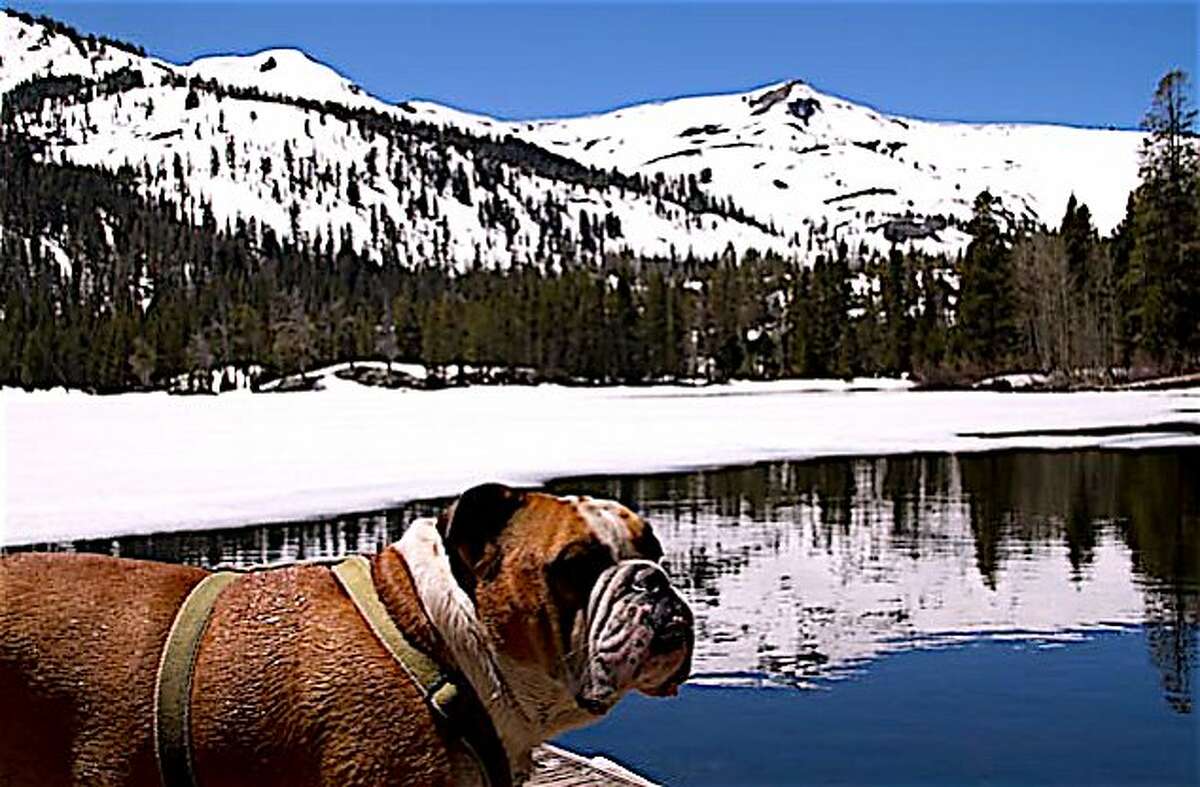 Duke on the dock at Echo Lake last week in the Tahoe Basin as ice finally melts off the lake after a winter with 200 percent of normal snowpack in the basin -- the Echo Chalet will not be open, nor the Pacific Crest Trail or boat shuttle for hikers, for 4th of July