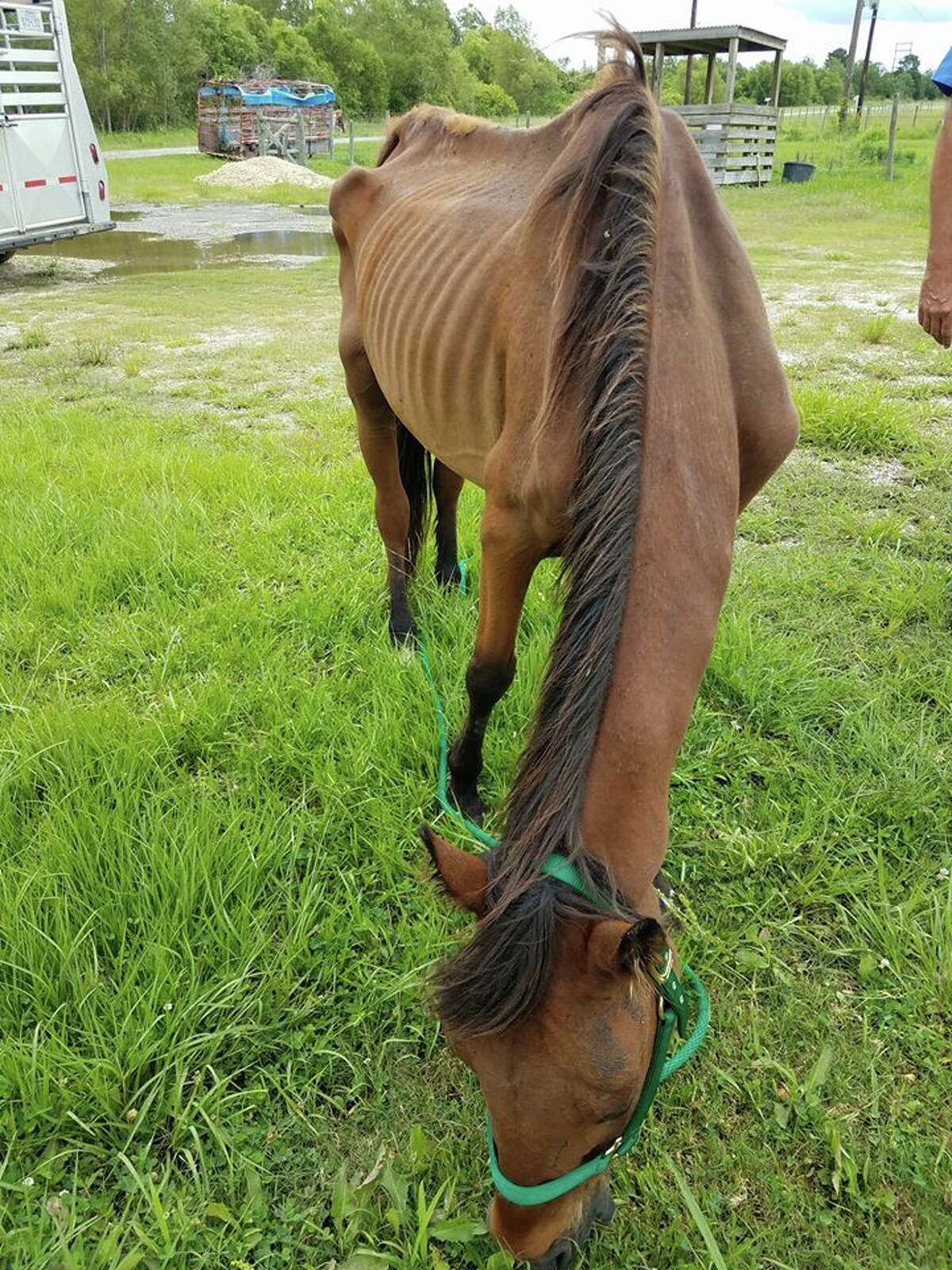The Jefferson County Sheriff's Office is searching for the owner of this malnourished horse abandoned on the side of a road June 28, 2017.