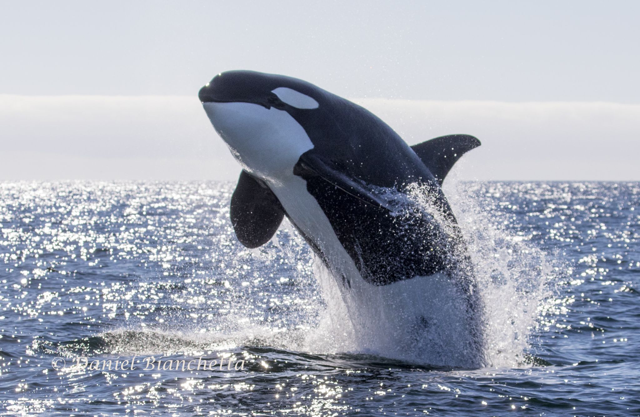 Video Captures Swimmers Running To Shore When A Killer Whale Gets