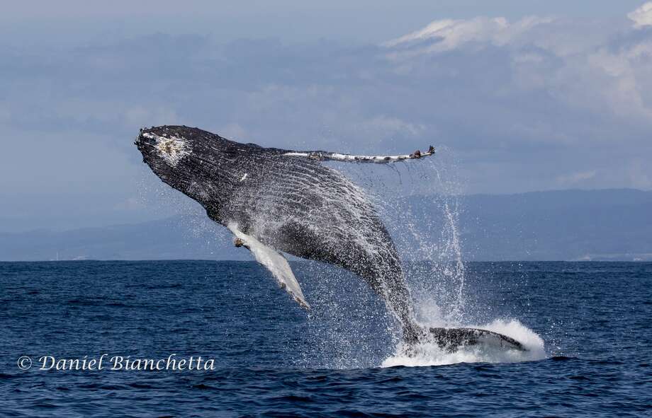 Video shows humpback whale defending her calf in intense 40-minute ...