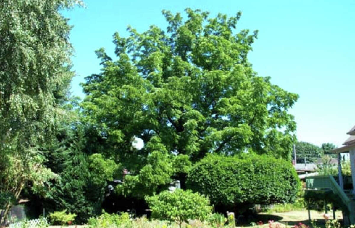 Seattle’s most breathtaking heirloom trees
