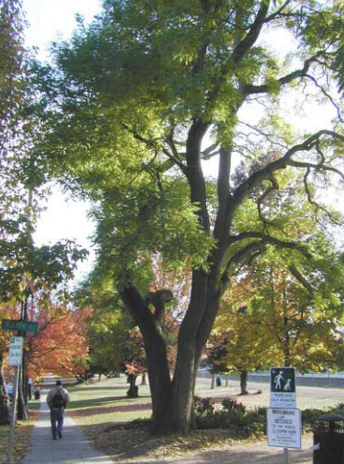 Seattle’s most breathtaking heirloom trees