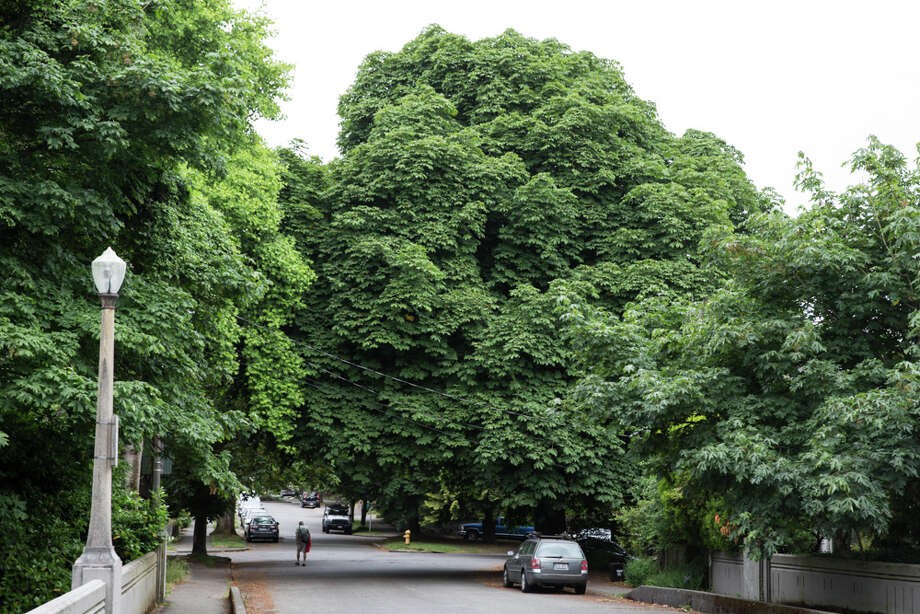 Types Of Trees In Seattle