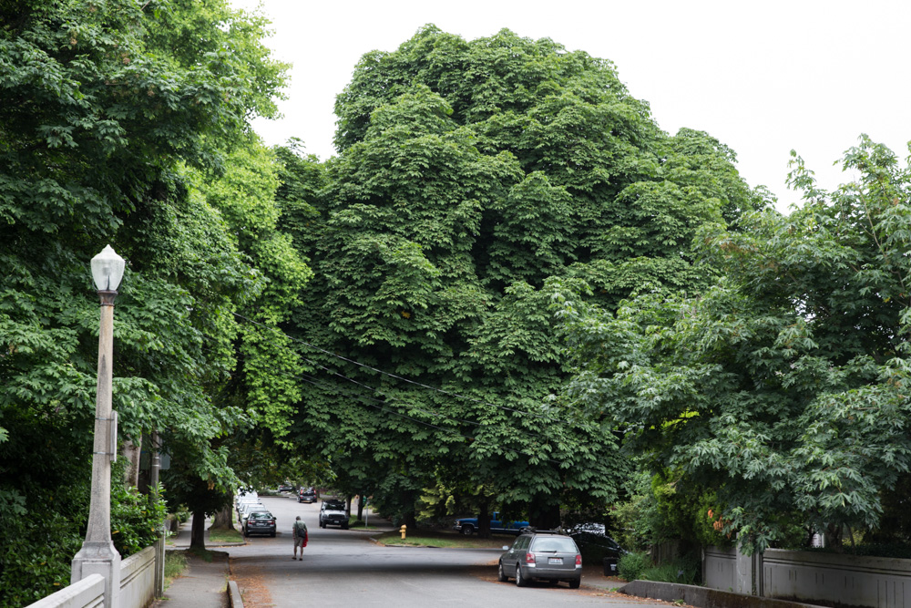 seattle-s-most-breathtaking-heirloom-trees