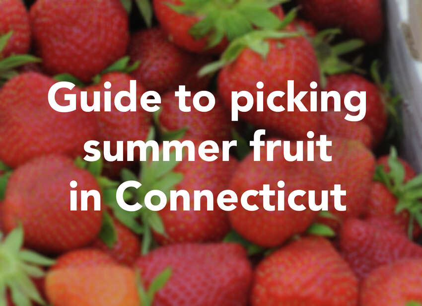 Guide to picking summer fruit in Connecticut