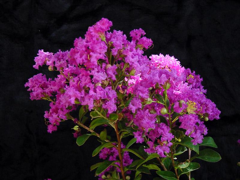 The A list of small trees perfect for Texas gardens