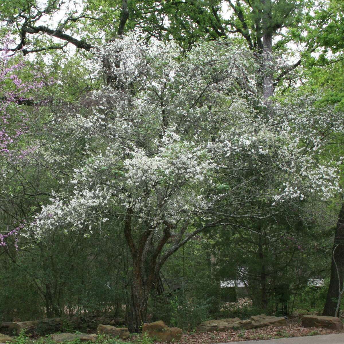 Mexican plum in bloom