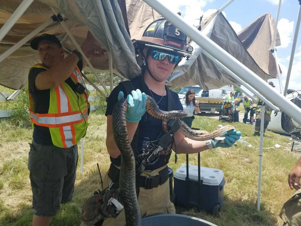 Photos shared on social media by the Lytle Volunteer Department show a minivan crash involving 30 snakes, a baby alligator and a tortoise. The minivan blew a tire around 12:30 p.m. on June 29, 2017, on the I-35 northbound lanes near Shepherd Road, causing it to rollover onto the access road, according to the Bexar County Sheriff's Office.