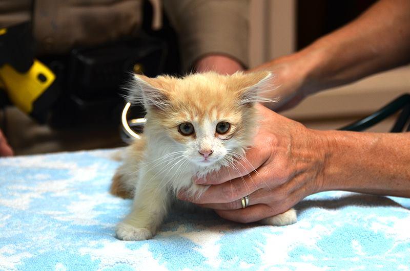 Ooglecat Rescue Kitty rescued on GG Bridge will soon be up for adoption
