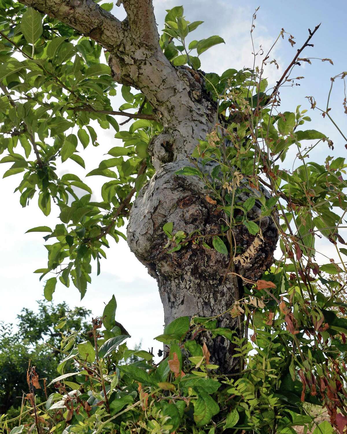 An apple tree planted in 1978 shows its root stock, bottom, below the tree's trunk at Indian Ladder Farms Wednesday June 28, 2017 in Altamont, NY. (John Carl D'Annibale / Times Union)