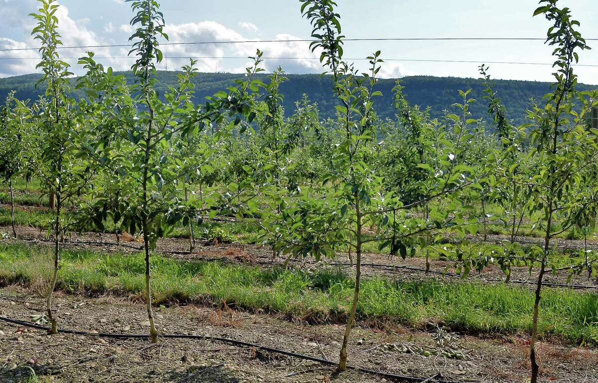 Young apple trees grown on Geneva root stock at Indian Ladder Farms Wednesday June 28, 2017 in Altamont, NY. (John Carl D'Annibale / Times Union)