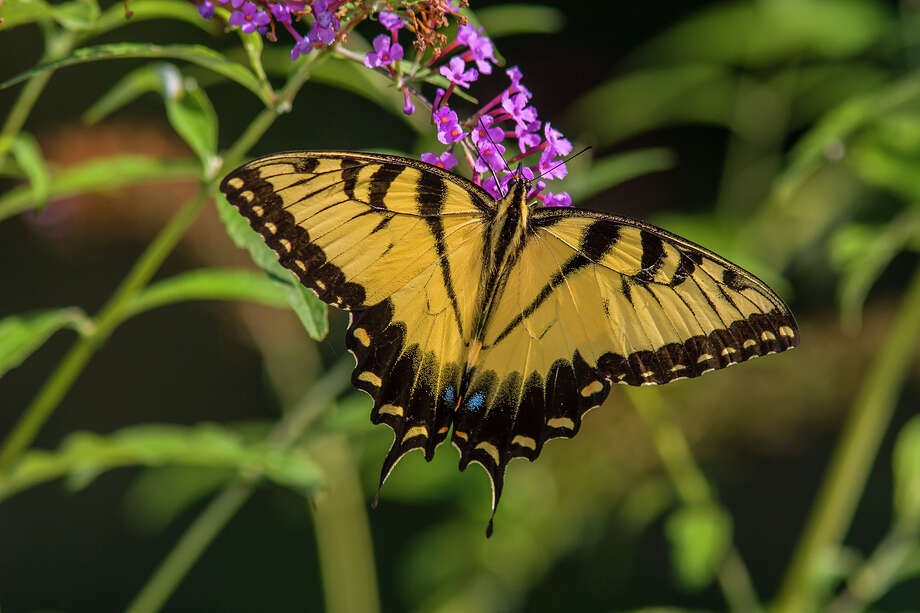 swallowtail butterfly identification