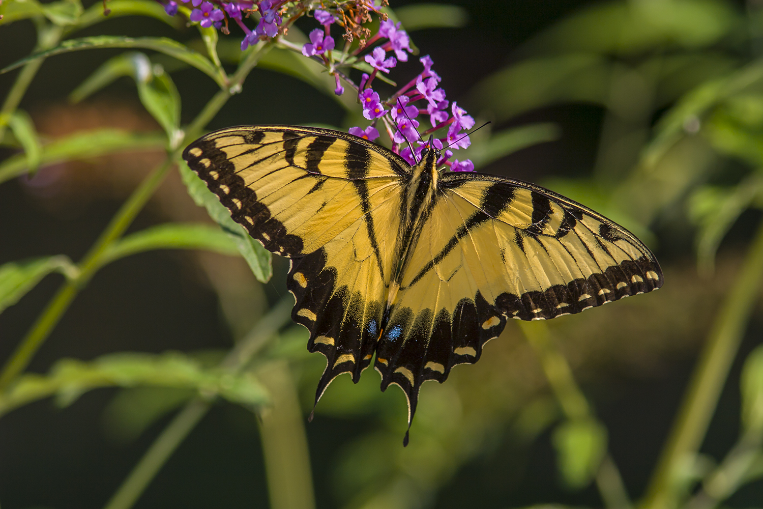 Butterflies in Houston flutter like flags in a July 4 parade