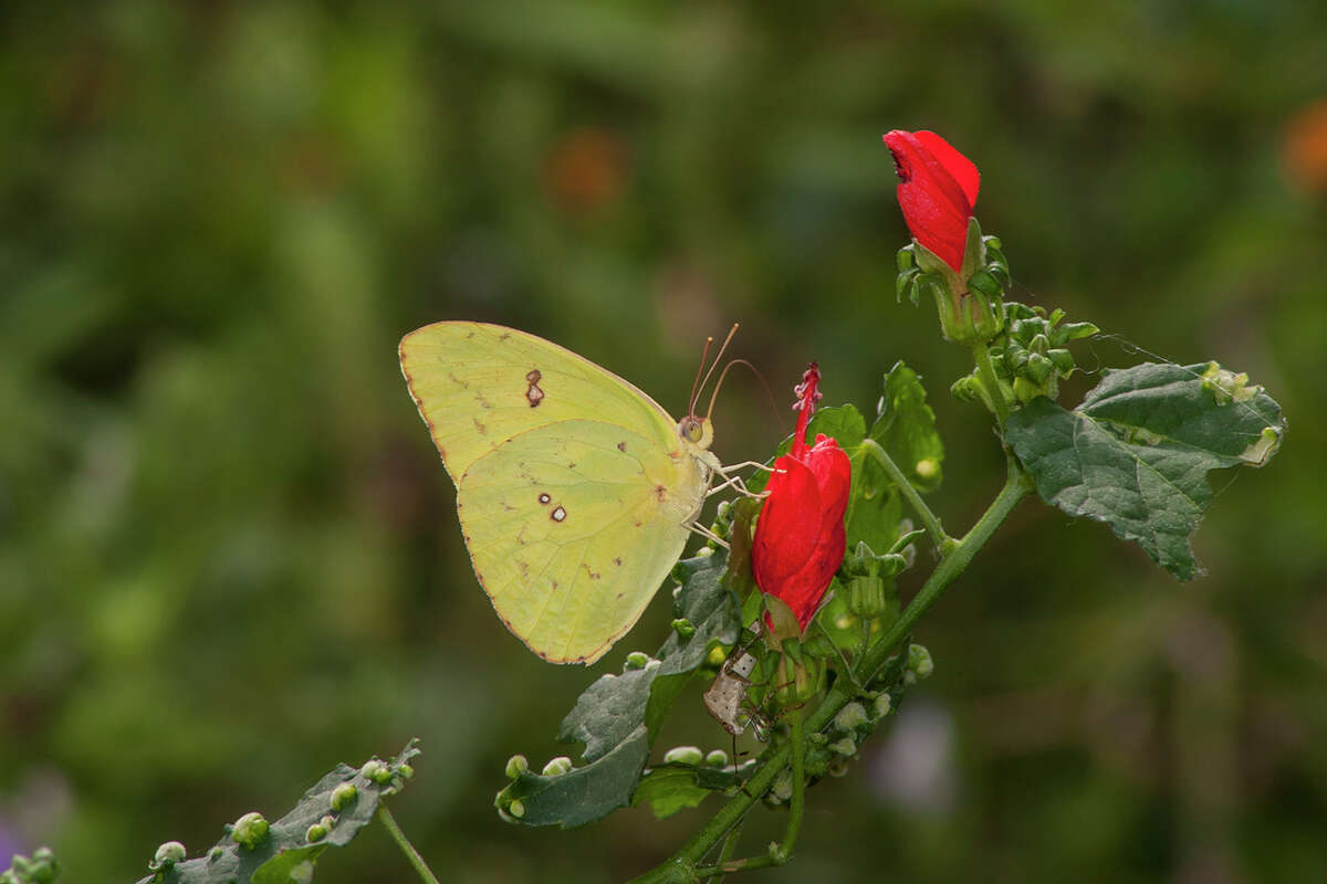 Cloudless sulphur butterflies are easy to identify by their lemon-yellow wings. Photo Credit: Kathy Adams Clark. Restricted use.
