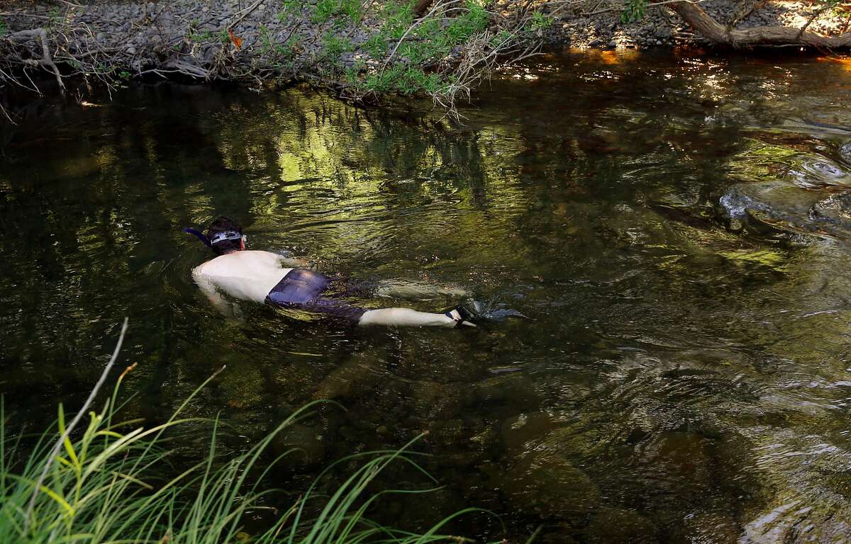 A leap in lampreys: Unlovely fish make welcome comeback