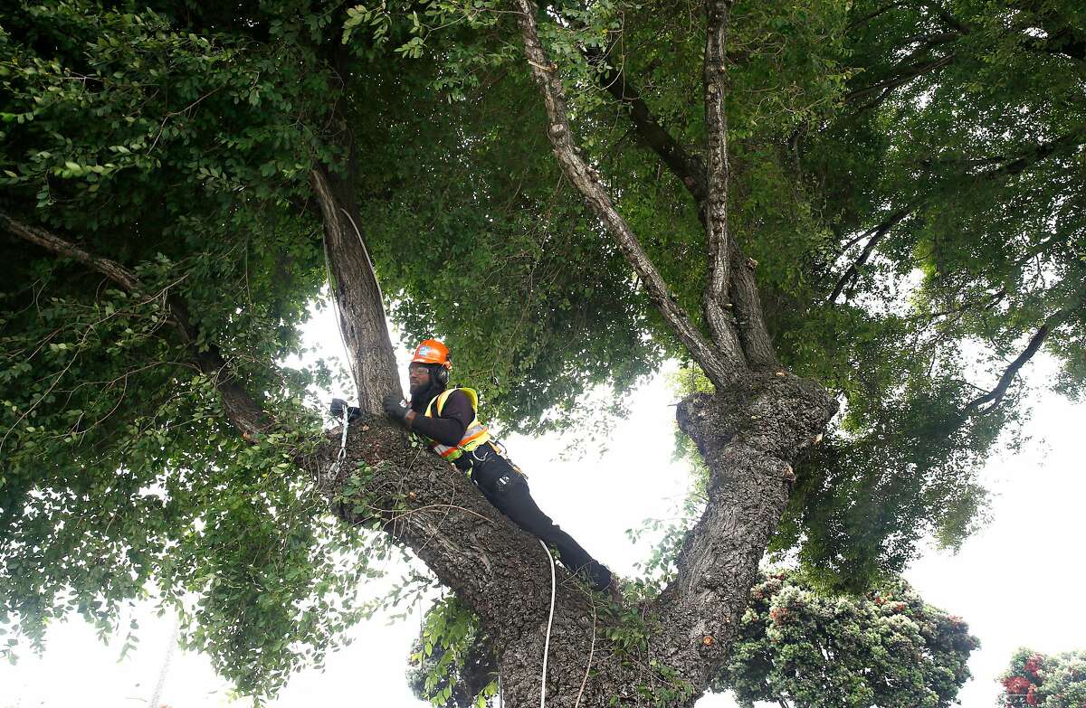 Cedric Bacchus Jr., an arborist with the Public Works department, trims a tree on Alemany Boulevard in San Francisco, Calif. on Thursday, June 29, 2017. Beginning July 1, the city is assuming responsibility of trimming all trees on public sidewalks after voters approved Prop. E in November.