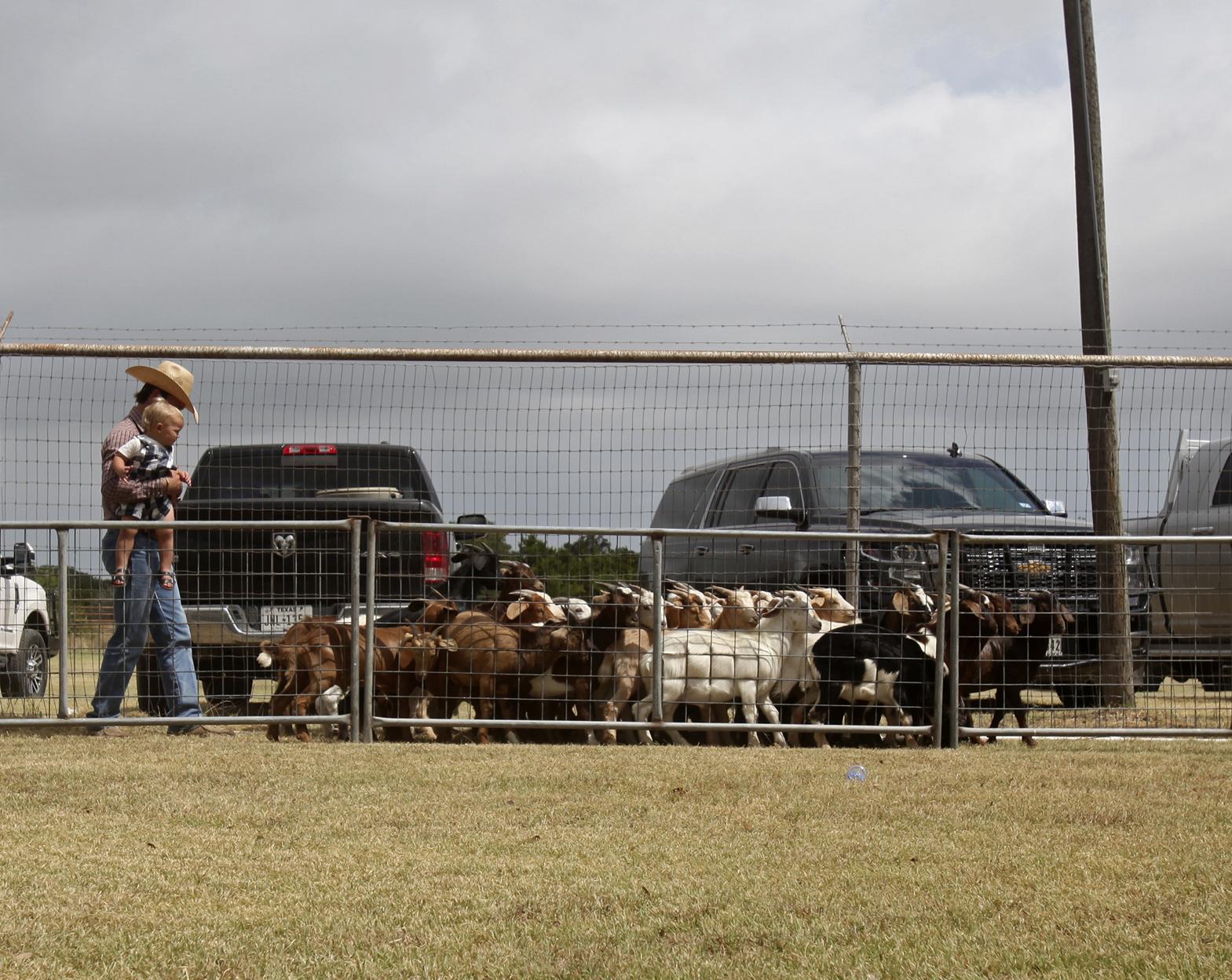 Goats are still a tradition in this Hill Country town
