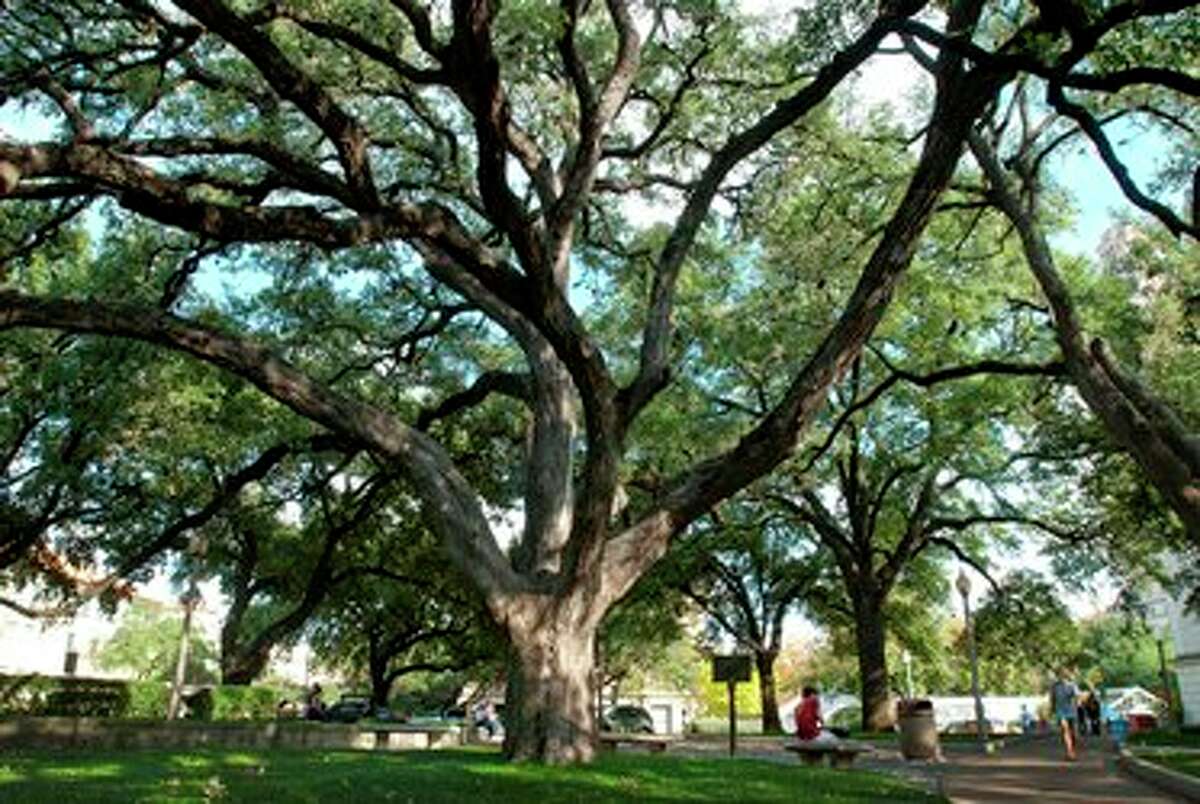 The famous trees in Texas that you can visit this summer