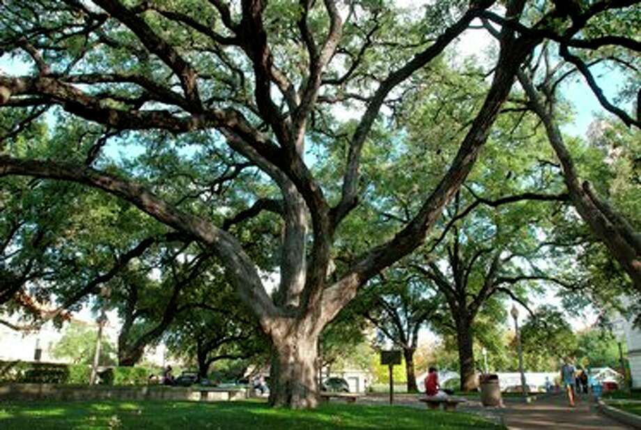 The famous trees in Texas that you can visit this summer Houston