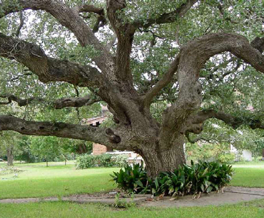 The famous trees in Texas that you can visit this summer Houston