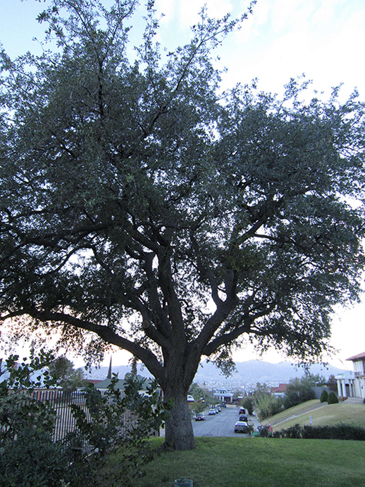 3. A Tree Of Strength And Wisdom: Oak Sapling Available