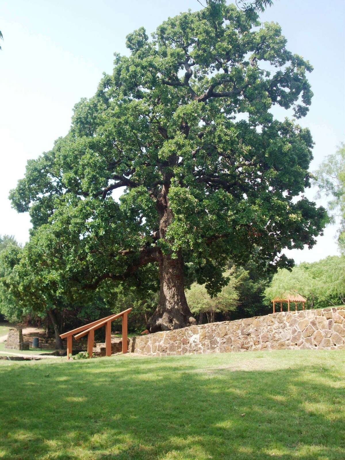 The Famous Trees In Texas That You Can Visit This Summer PELAJARAN