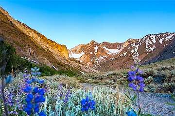 Summer revival for Eastern Sierra