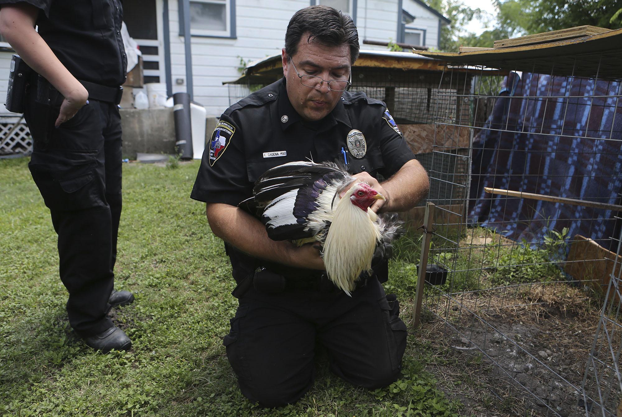 Animal Care Services and city may revise backyard chicken ordinance