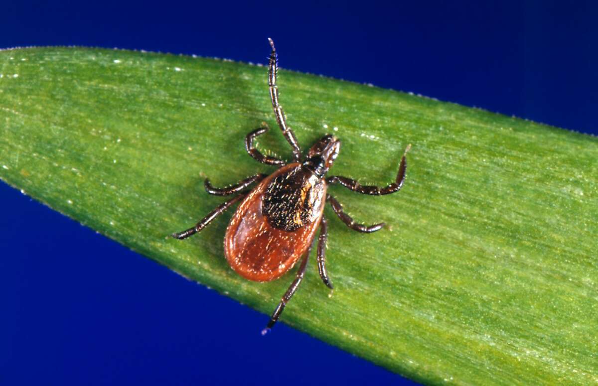 This undated photo provided by the U.S. Centers for Disease Control and Prevention (CDC) shows a blacklegged tick - also known as a deer tick. With a bumper crop of blacklegged ticks possible this season, researchers in a Lyme disease-plagued part of New York's Hudson Valley are tackling tick problems across entire neighborhoods with fungal sprays and bait boxes. (CDC via AP)