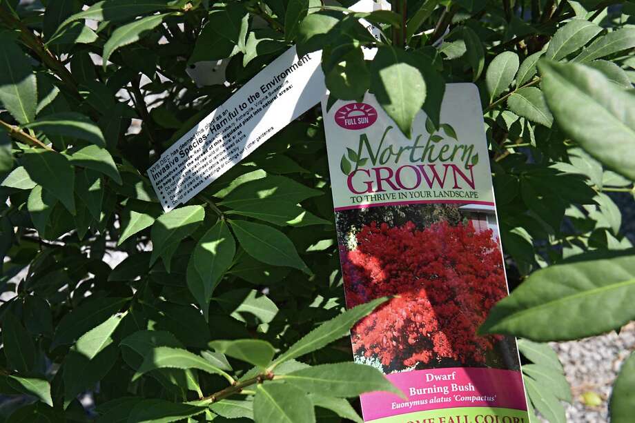 Banned invasive gardening plant returning as environmentally safe