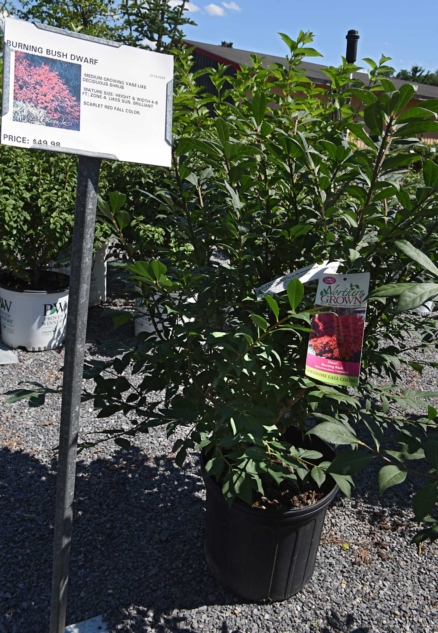 Banned invasive gardening plant returning as