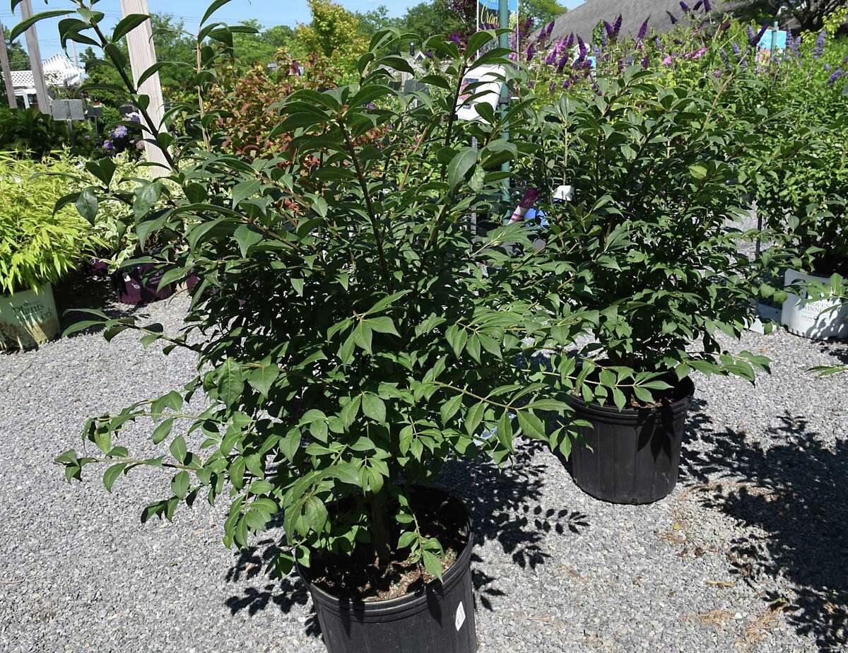 Banned invasive gardening plant returning as environmentally safe