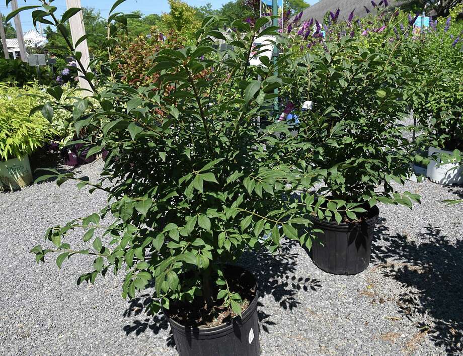 Banned invasive gardening plant returning as environmentally safe
