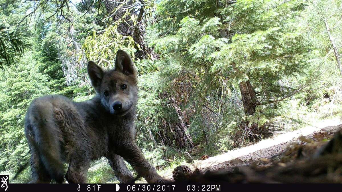 Trail cameras in Lassen National Forest revealed a wolf pup.