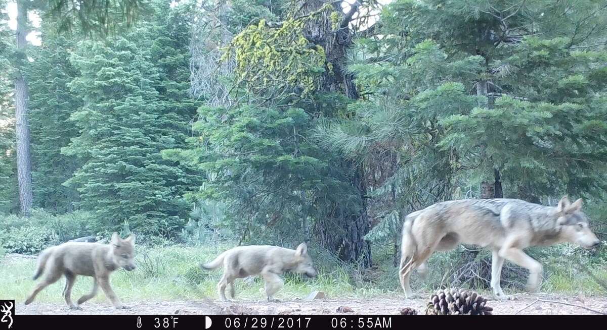 Trail cameras in Lassen National Forest revealed the Lassen Pack mother with two of her pups.