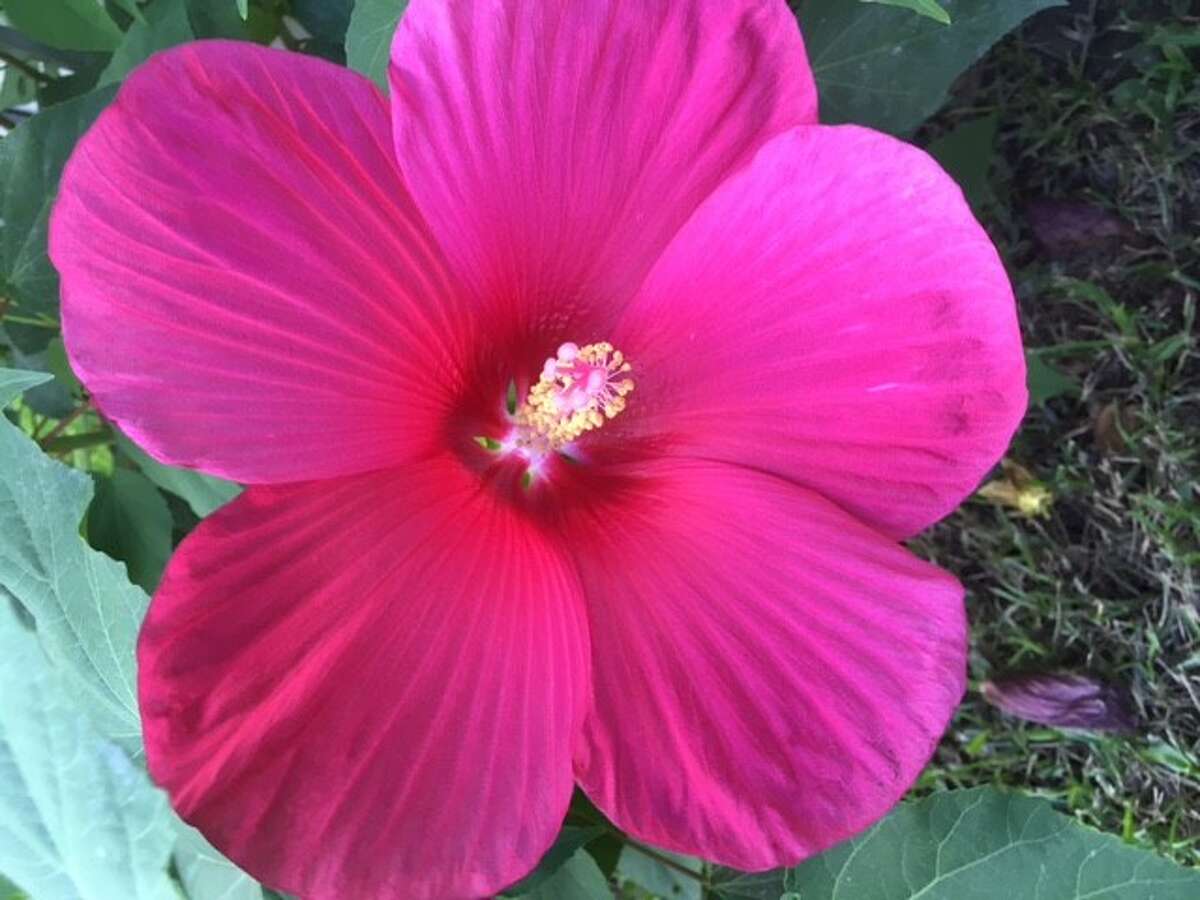 What's Blooming? Hibiscus Is A Showy Favorite In Houston Gardens