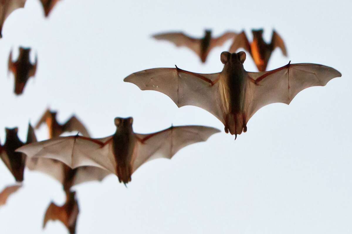 Mexican free-tailed bats can fly horizontally up to 100 mph and as high as 10,000 feet.