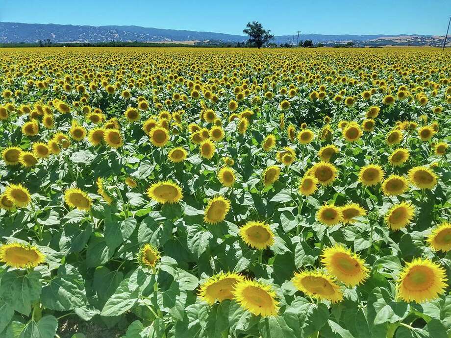 Drone video Take a flight over the Sacramento Valley sunflower fields